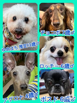 🐾今日の里親様募集中ワンコ🐶メンバーです🐾2023,6,1【保護犬カフェ天神橋店】